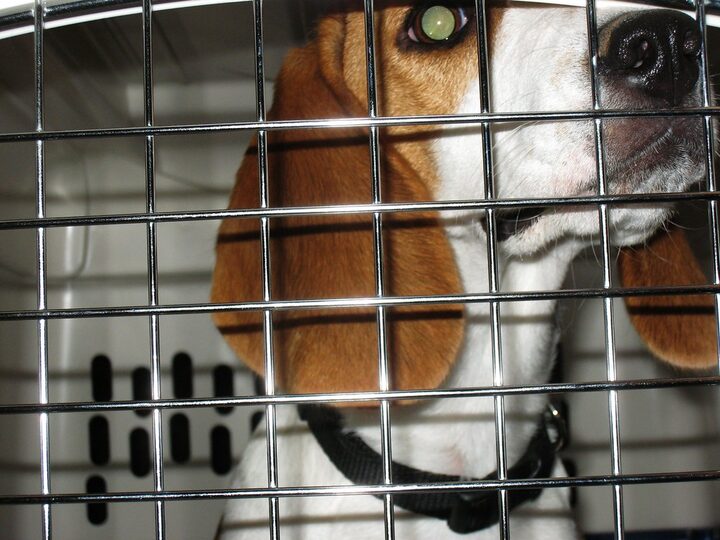 Beagle lying quietly inside a wire crate