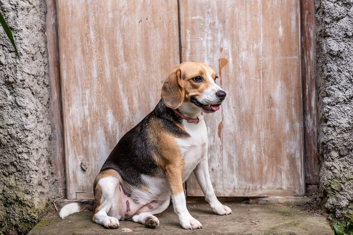 Beagle sitting calmly on cue in front of a wooden door
