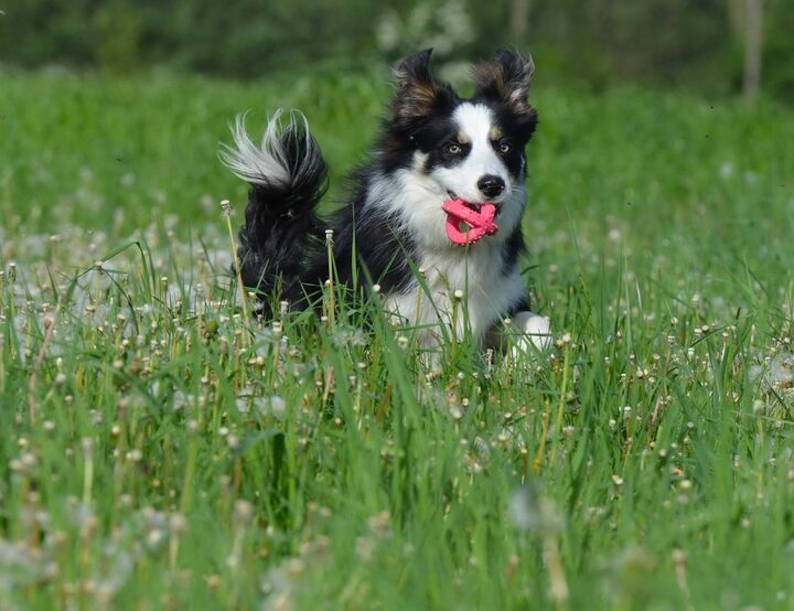 Border collie running through tall grass toward the camera