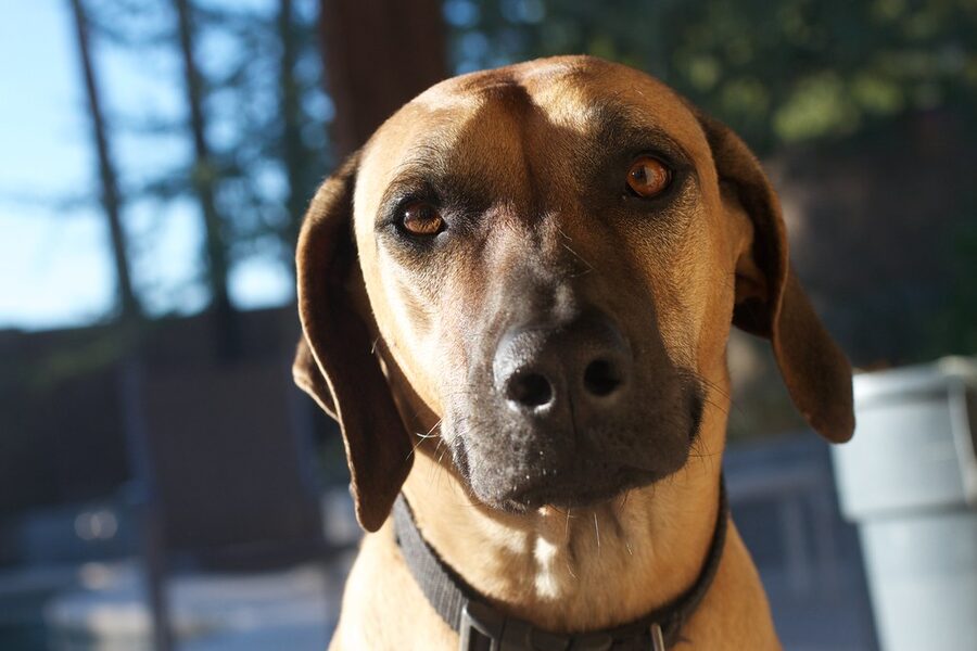 Mixed-breed dog sitting still and holding eye contact while waiting for a cue
