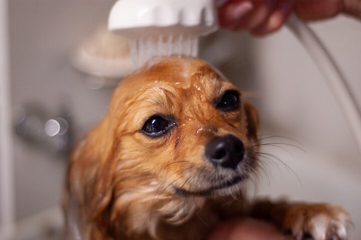 Small dog being brushed during a bath