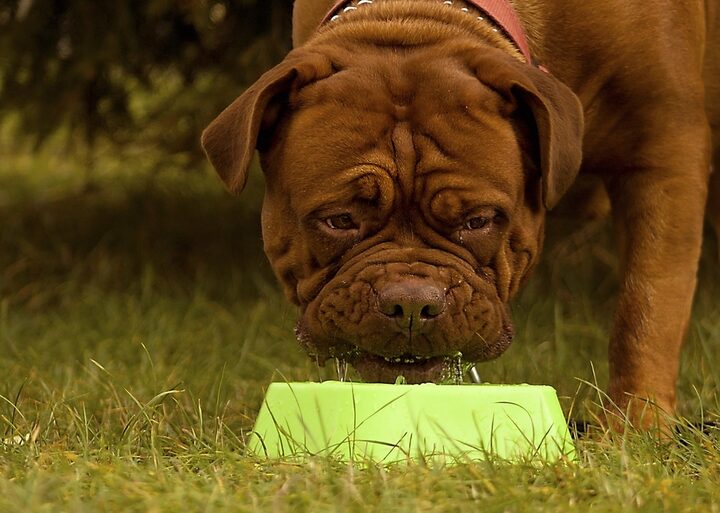 Brown dog eating from a green food bowl on the lawn