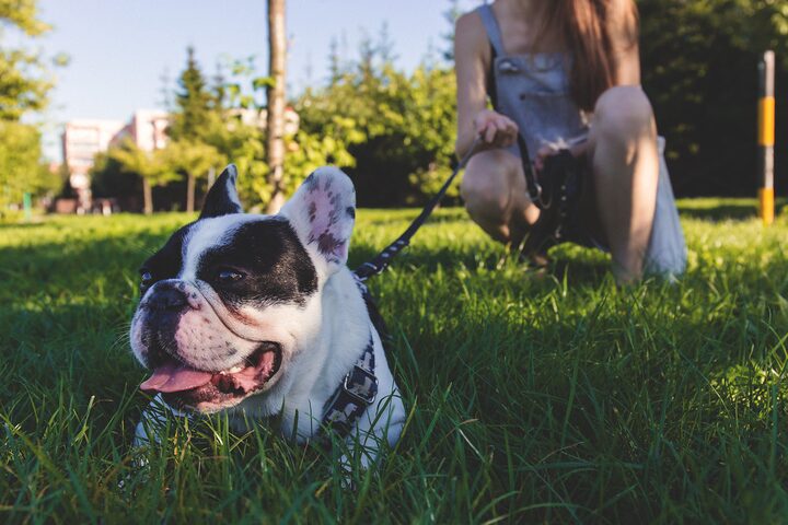 French bulldog walking on a loose leash beside its owner in the park