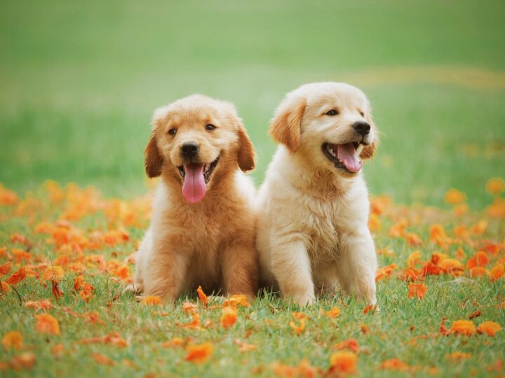 Two golden retriever puppies sitting side by side on the grass