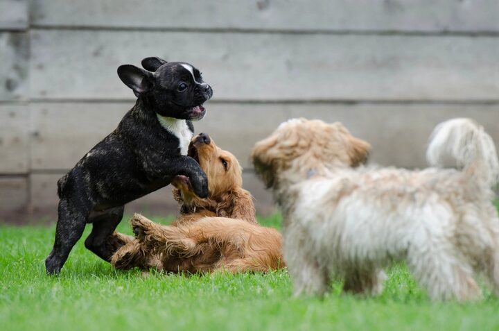 Three puppies playing together in a backyard